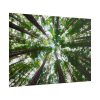101875-717.jpg Forest in Warburton, Australia Poster