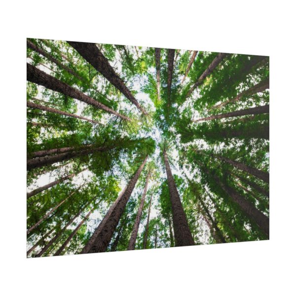 101875-717.jpg Forest in Warburton, Australia Poster