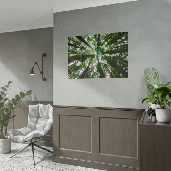 101875-719.jpg Forest in Warburton, Australia Poster