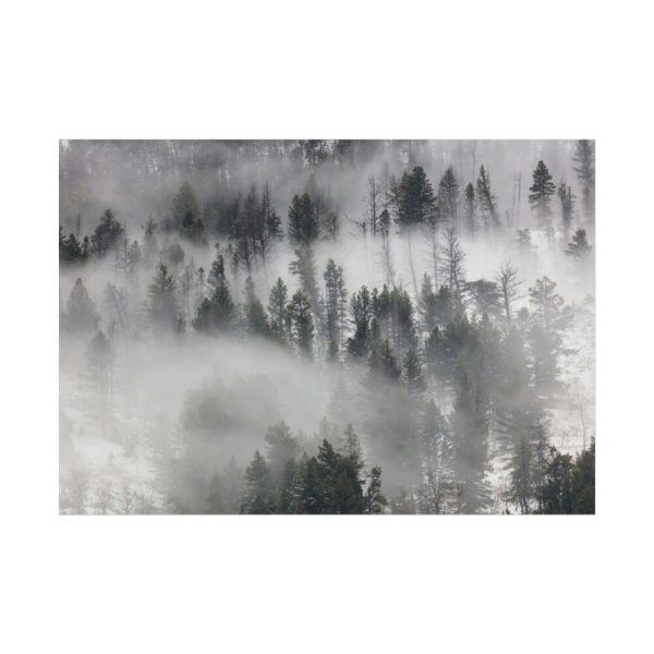 101875-720.jpg Trees in Lamar Valley Poster