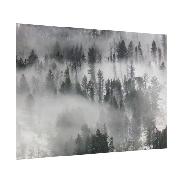 101875-722.jpg Trees in Lamar Valley Poster