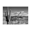 101875-745.jpg Black and White Cactus in Desert Poster