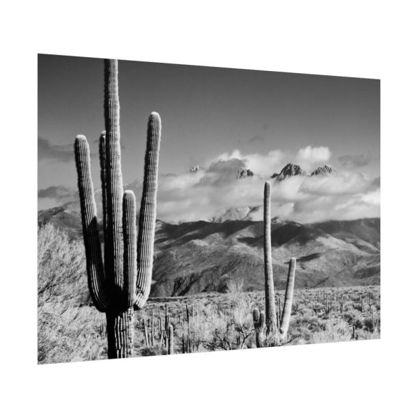 101875-747.jpg Black and White Cactus in Desert Poster