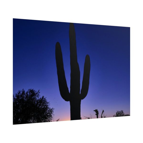 101875-757.jpg Saguaro Cactus Dominates in the Garden of the White Stallion Ranch Poster