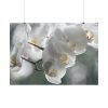 Orchids Elegant Poster