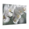 Orchids Elegant Poster