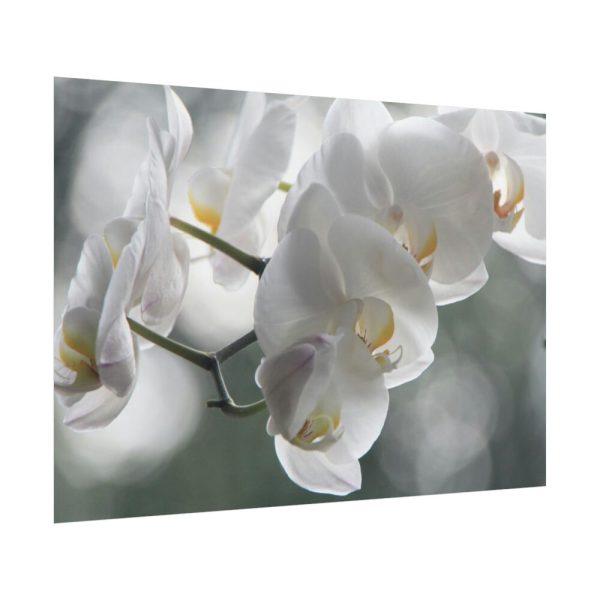 Orchids Elegant Poster
