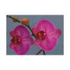 Pink Moth Orchid Poster