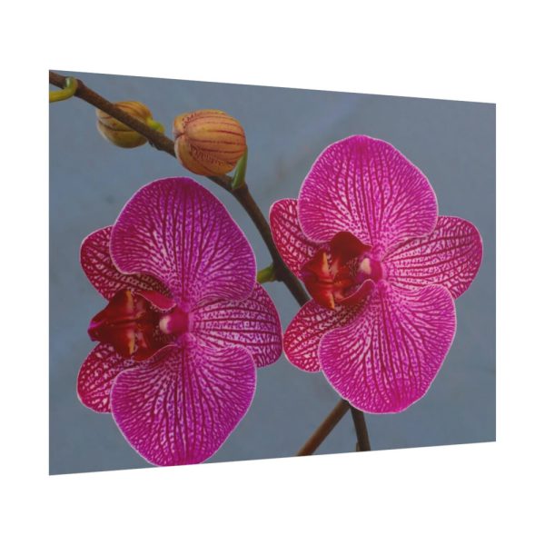 Pink Moth Orchid Poster
