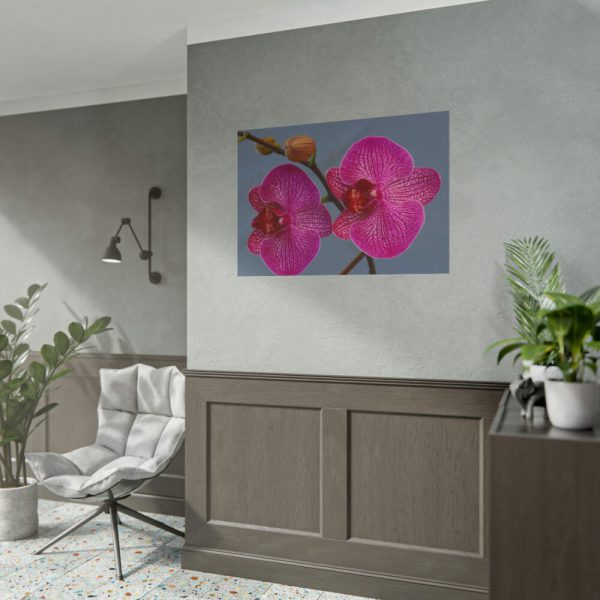 Pink Moth Orchid Poster