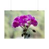 Colorful Flower Poster