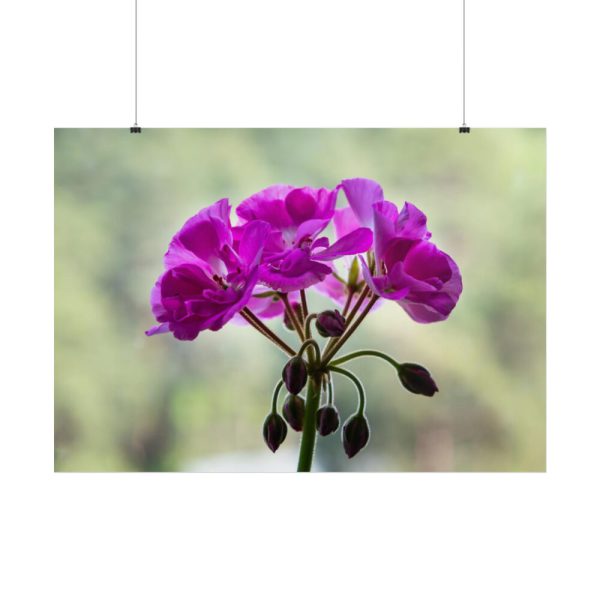 Colorful Flower Poster