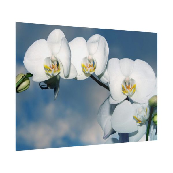 White Flower Poster