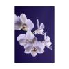 Blue Orchid  Poster