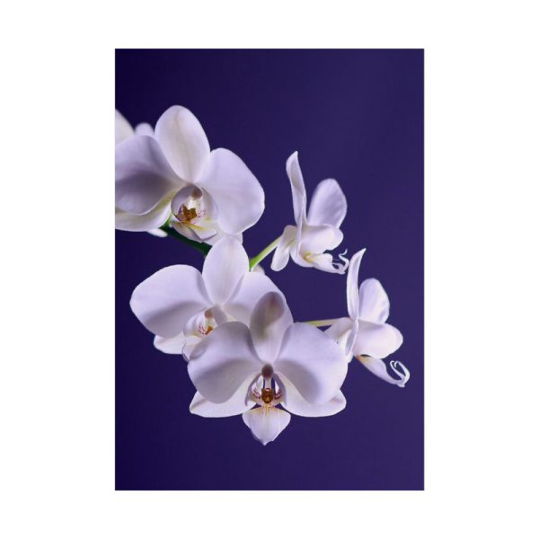 Blue Orchid  Poster