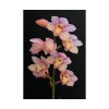Pink Boat Orchid Poster