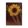 101894-109.jpg The Sunflower is Blooming Poster