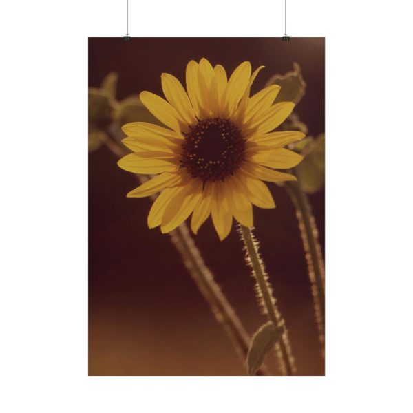 101894-109.jpg The Sunflower is Blooming Poster