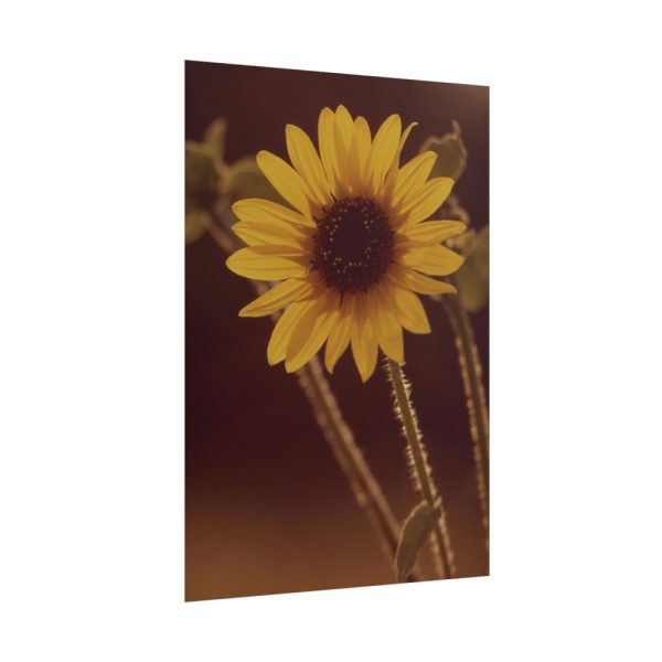 101894-110.jpg The Sunflower is Blooming Poster