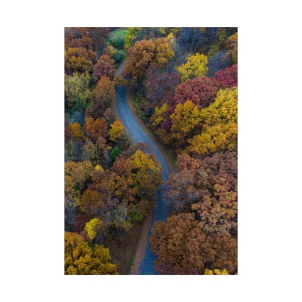 101894-123.jpg Forest in Autumn Colors Poster