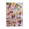 101894-16.jpg Boat Orchid Poster
