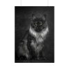 Black Silver Maine Coon Cat Sitting Poster