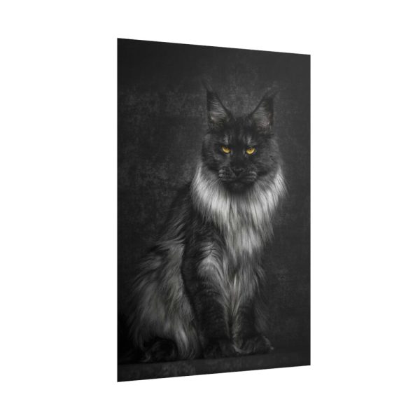 Black Silver Maine Coon Cat Sitting Poster