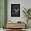 Black Silver Maine Coon Cat Sitting Poster