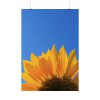 101894-54.jpg Sunflower Blue Sky Poster
