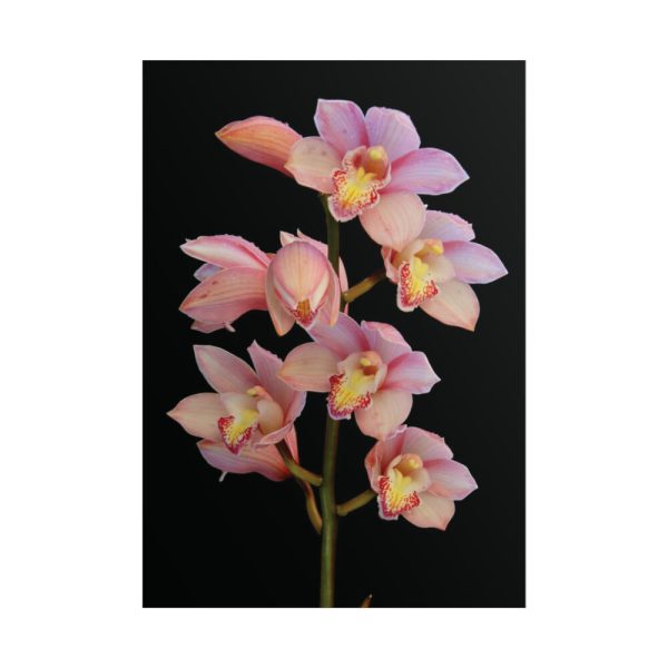 Pink Boat Orchid Poster