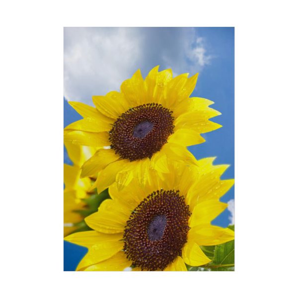 Sunflower Flower Air Clouds Poster