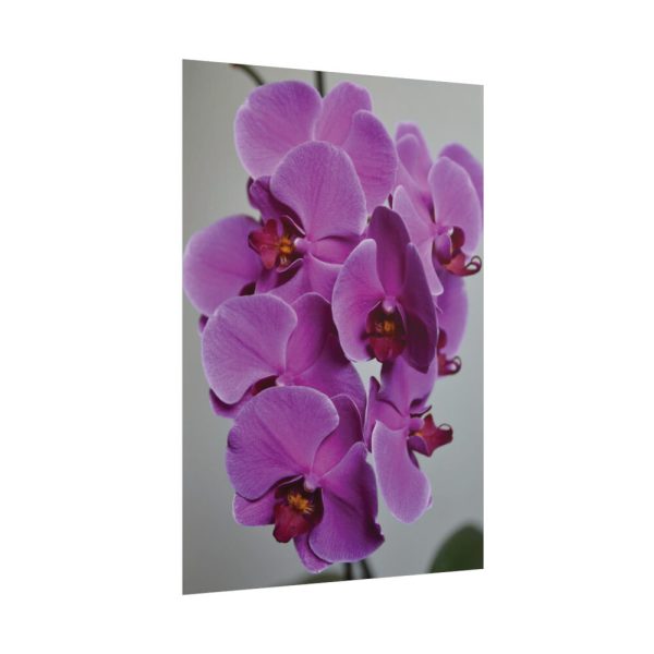 Exotic Orchid   Poster