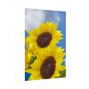 Sunflower Flower Air Clouds Poster