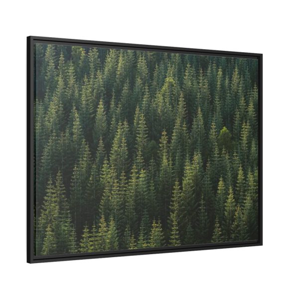 88288-5.jpg Forest on Mount Saint Helens Framed Canvas
