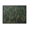 88288-6.jpg Forest on Mount Saint Helens Framed Canvas