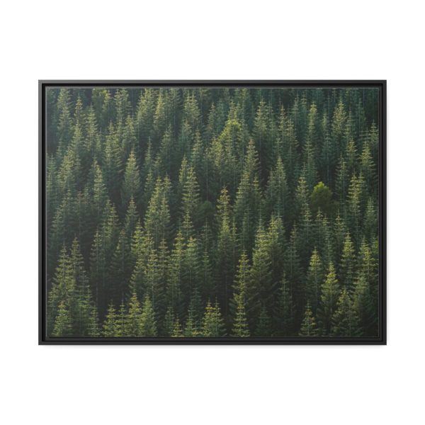 88288-6.jpg Forest on Mount Saint Helens Framed Canvas