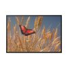 88289-101.jpg Grain Halme Cereals Butterfly Framed Canvas