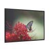 88289-115.jpg Butterfly on Red Flower Framed Canvas