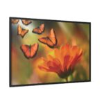 Butterfly on Orange Flower Framed Camvas