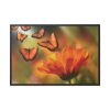 88289-131.jpg Butterfly on Orange Flower Framed Camvas