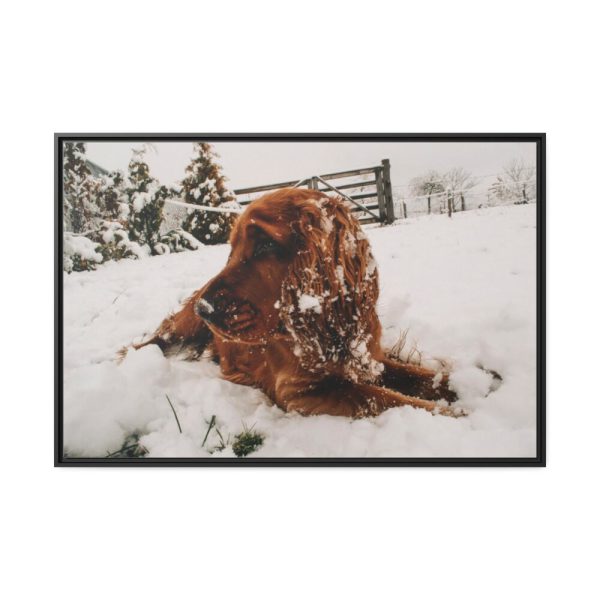 Dog Lying on Snow Framed Canvas
