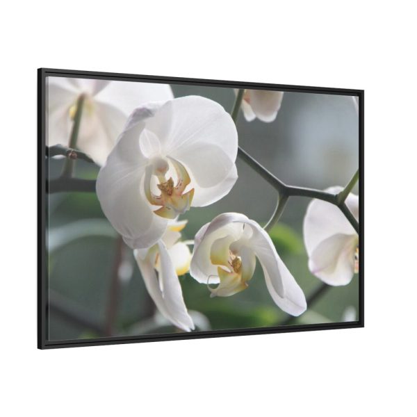 White Orchid Framed Canvas