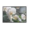 White Orchid Framed Canvas