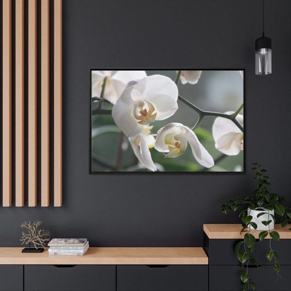 White Orchid Framed Canvas