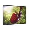 Red Lily Framed Canvas