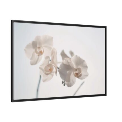 Beautiful White Orchid Framed Canvas