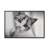 88289-216.jpg Kitten and Finger Framed Canvas