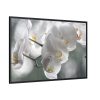 Orchids Elegant  Framed Canvas