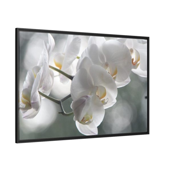 Orchids Elegant  Framed Canvas