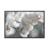 Orchids Elegant  Framed Canvas